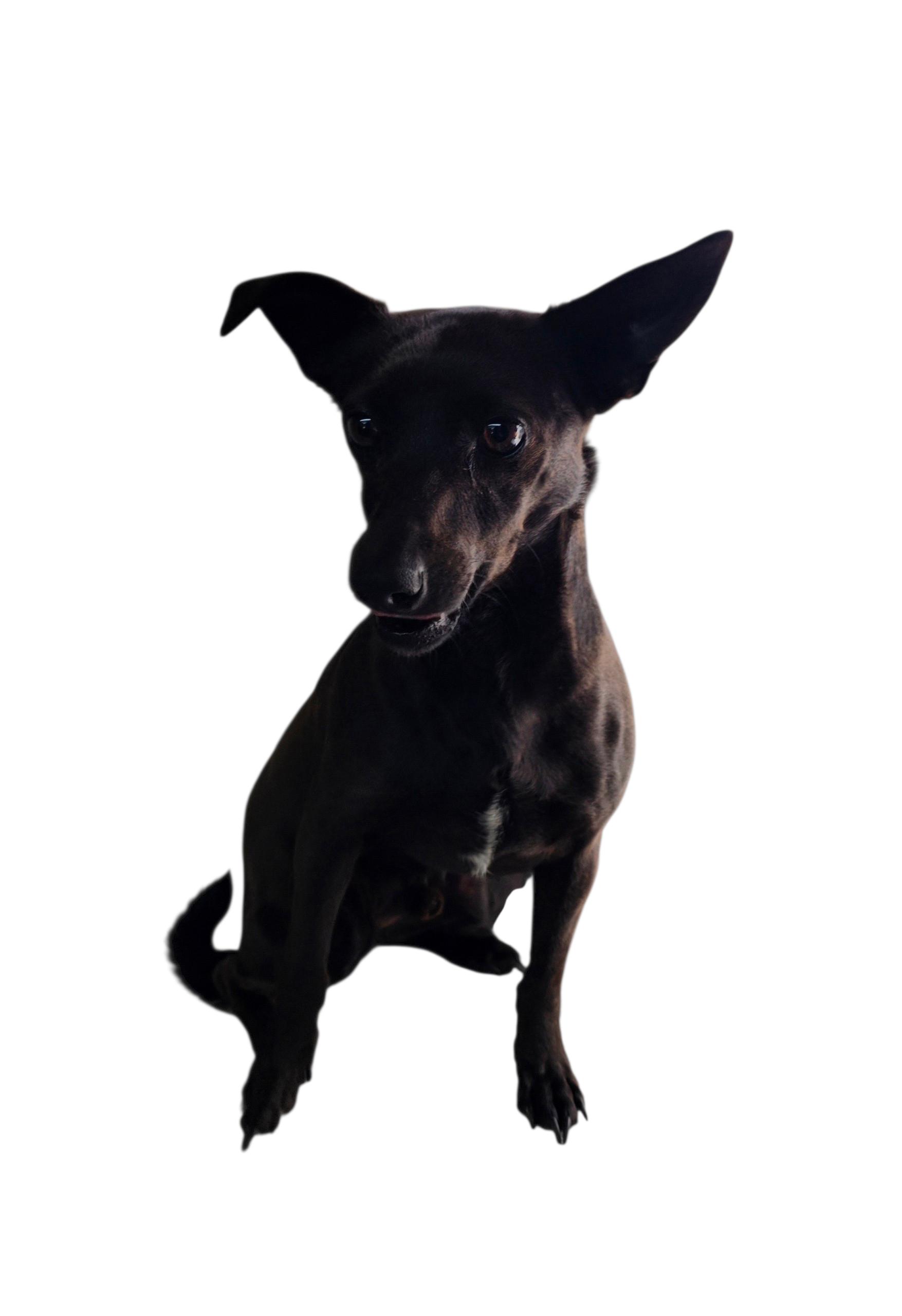 Enlarge Rocket, a ADOPTABLE mixed breed in Dallas, GA image 1/4