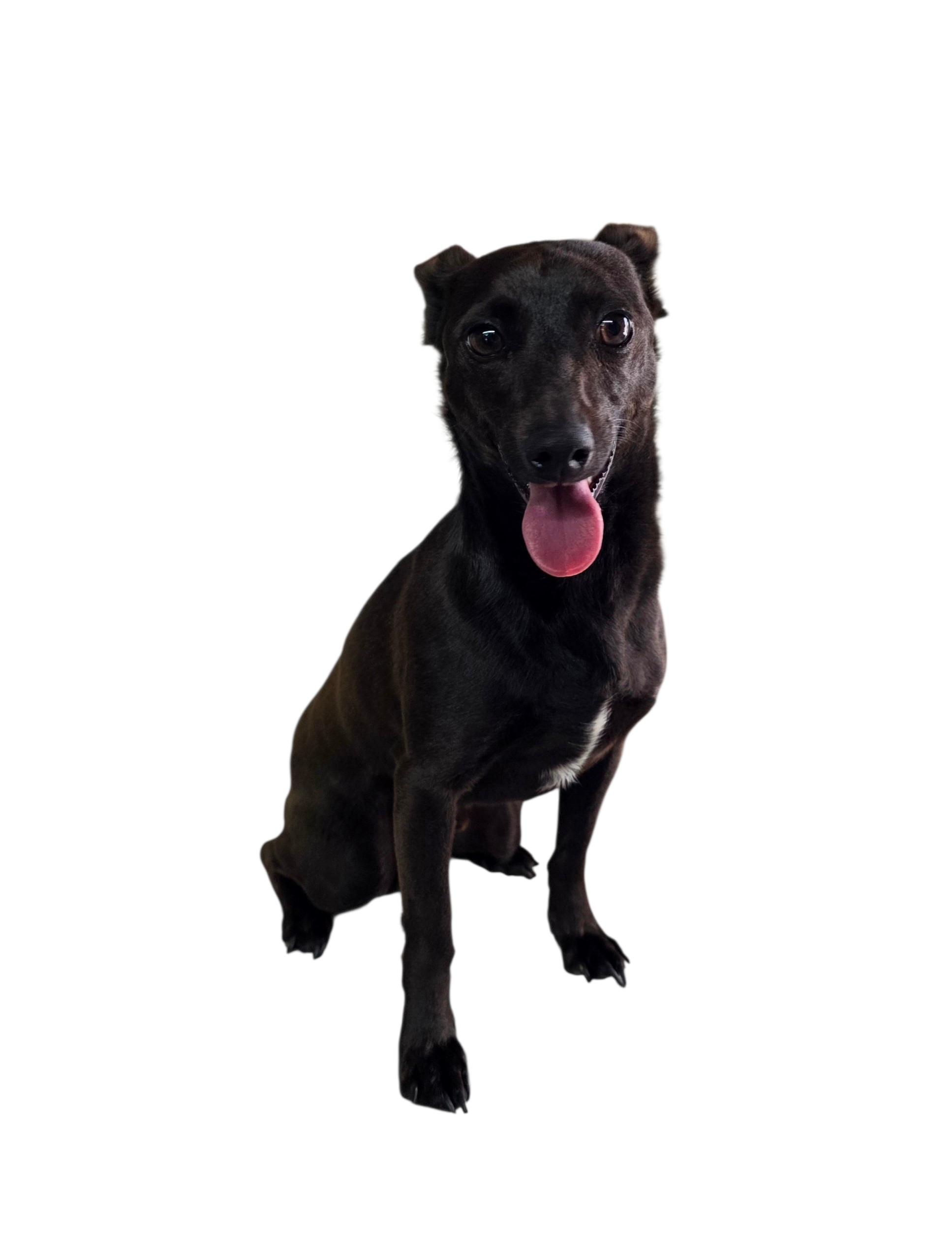 Enlarge Rocket, a ADOPTABLE mixed breed in Dallas, GA image 3/4