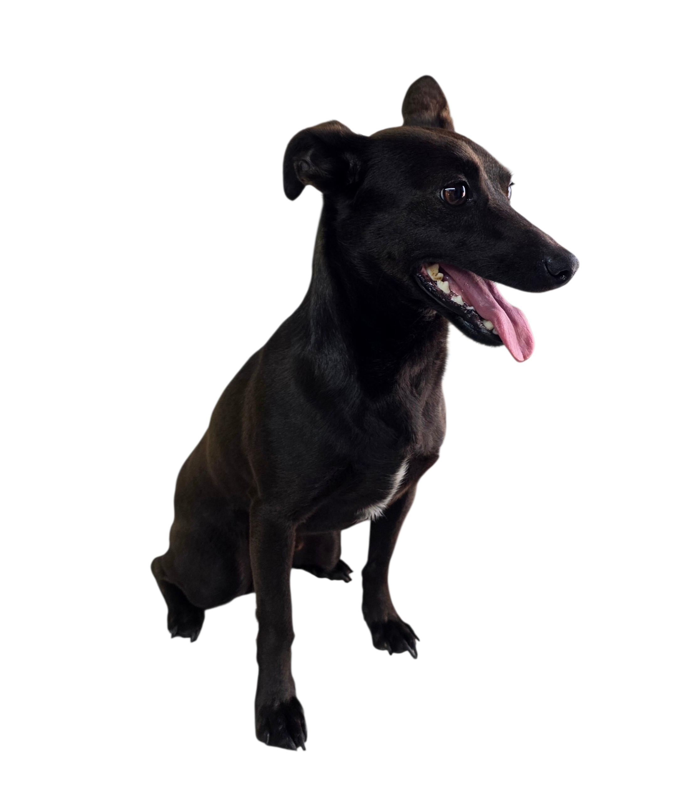 Enlarge Rocket, a ADOPTABLE mixed breed in Dallas, GA image 4/4