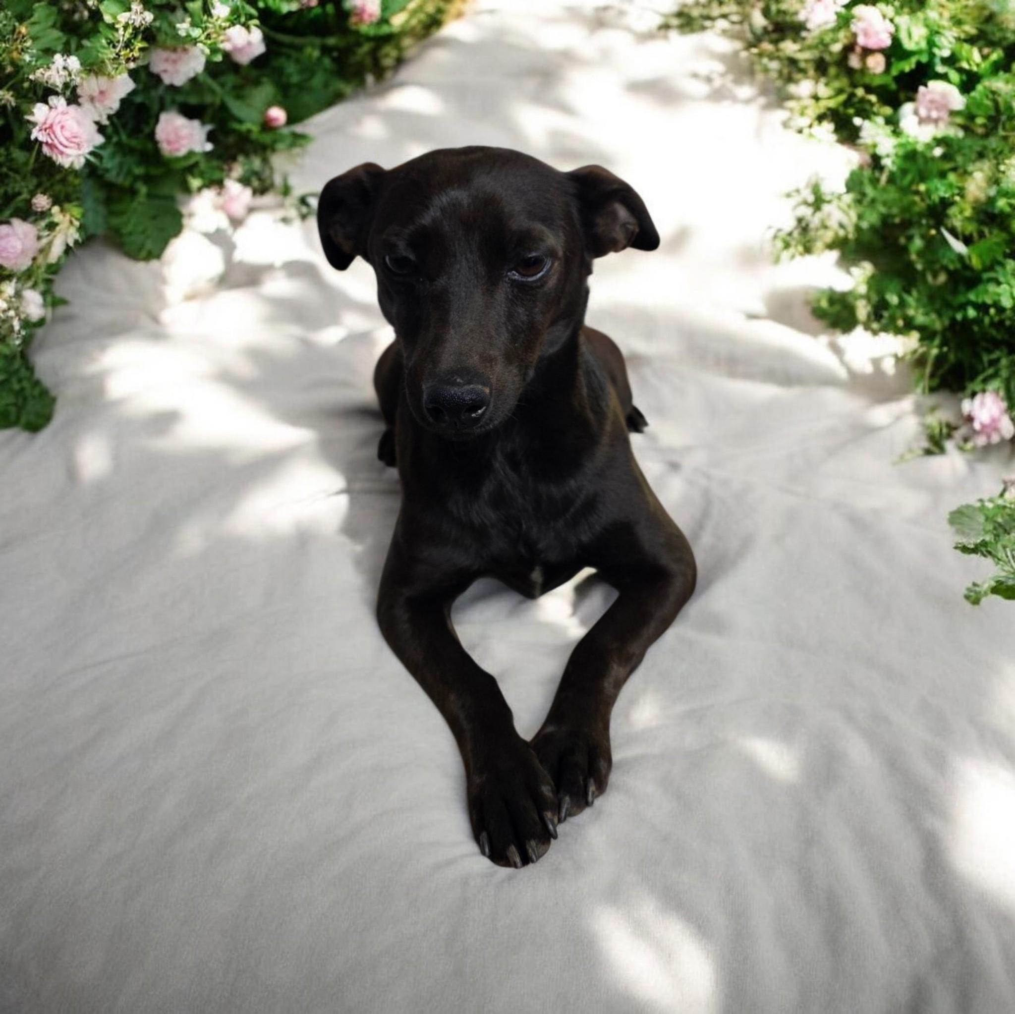 Rocket, a ADOPTABLE mixed breed in Dallas, GA image 2/2