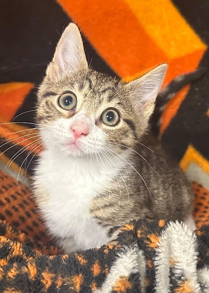 3/1/26 Colico, Adopted, Kitten Female Domestic Short Hair.