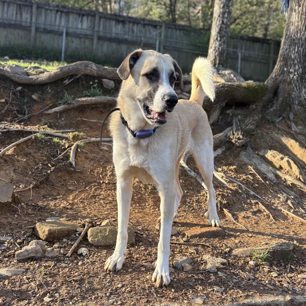 Enlarge Ranger, a Adoptable mixed breed in Little Rock, AR image 1/6