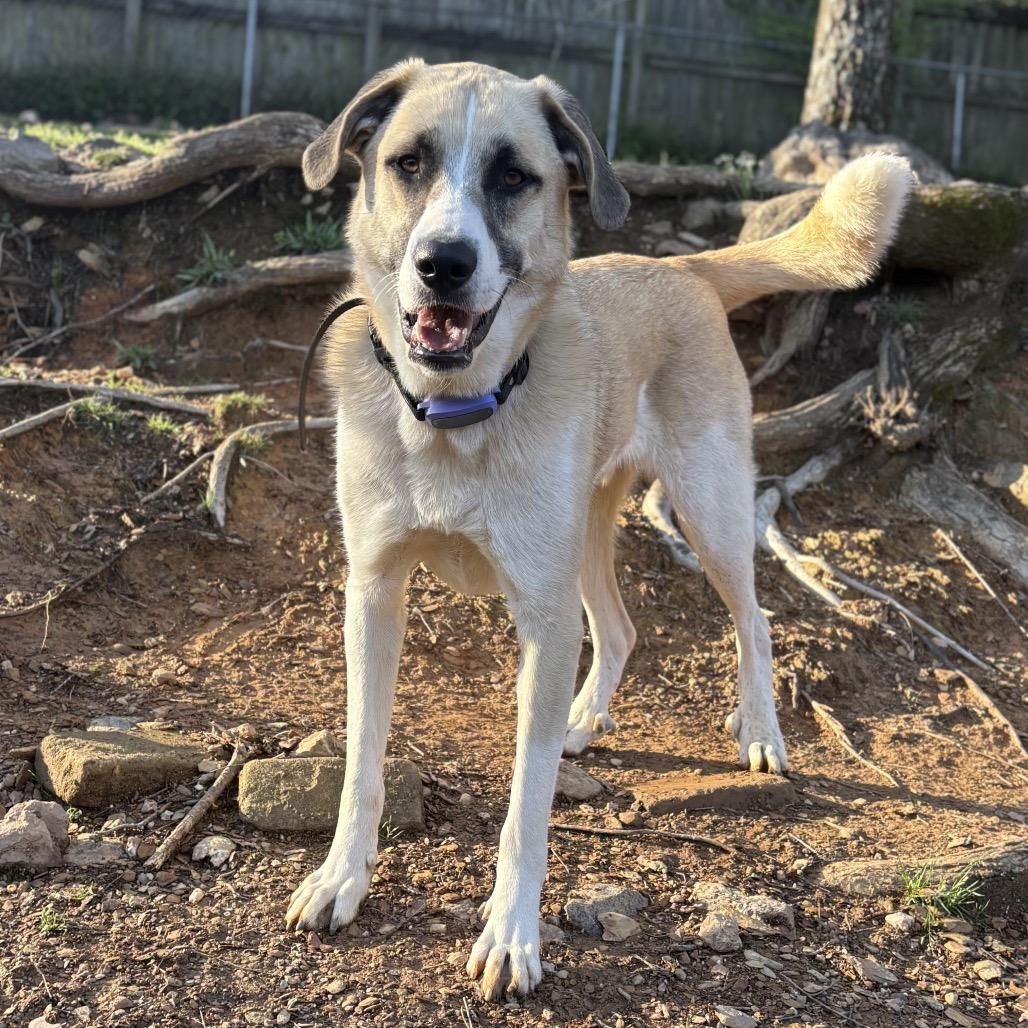 Enlarge Ranger, a Adoptable mixed breed in Little Rock, AR image 2/6