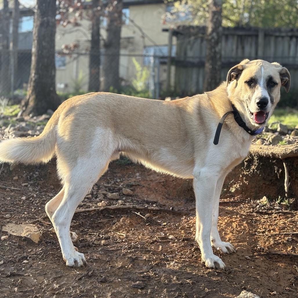 Ranger, Adoptable, Adult Male Anatolian Shepherd & Labrador Retriever.