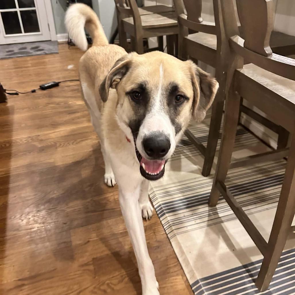 Enlarge Ranger, a Adoptable Great Pyrenees in Little Rock, AR image 1/3