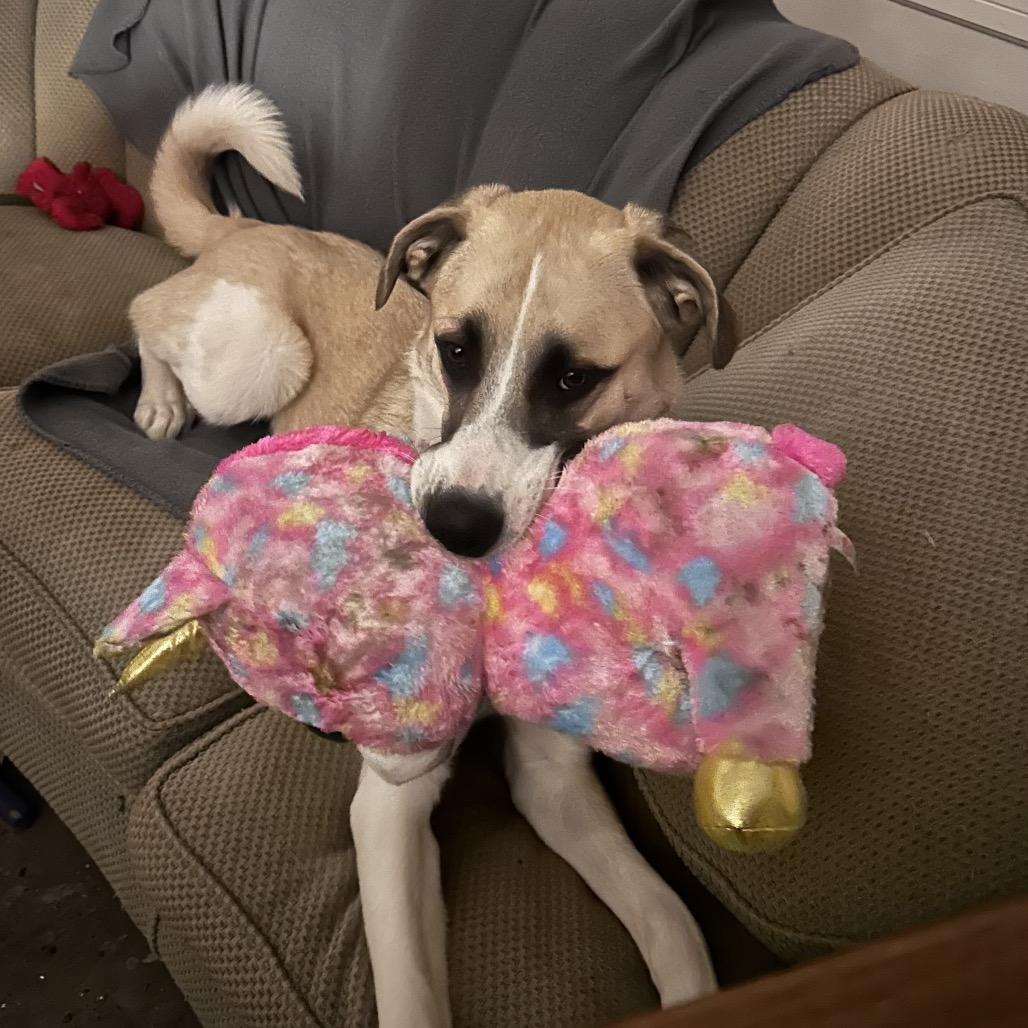 Enlarge Ranger, a Adoptable Great Pyrenees in Little Rock, AR image 3/3