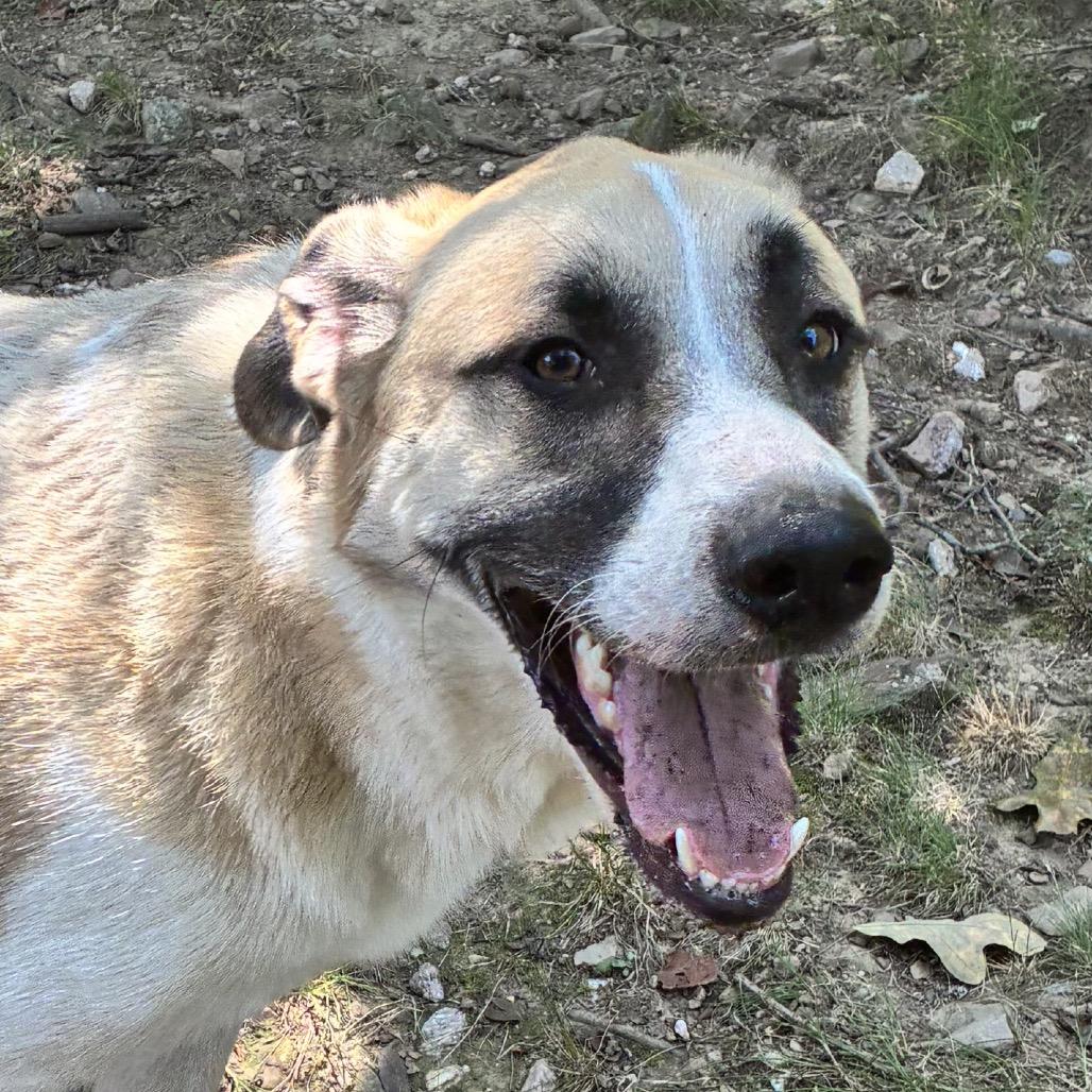 Enlarge Ranger, a Adoptable mixed breed in Little Rock, AR image 2/5