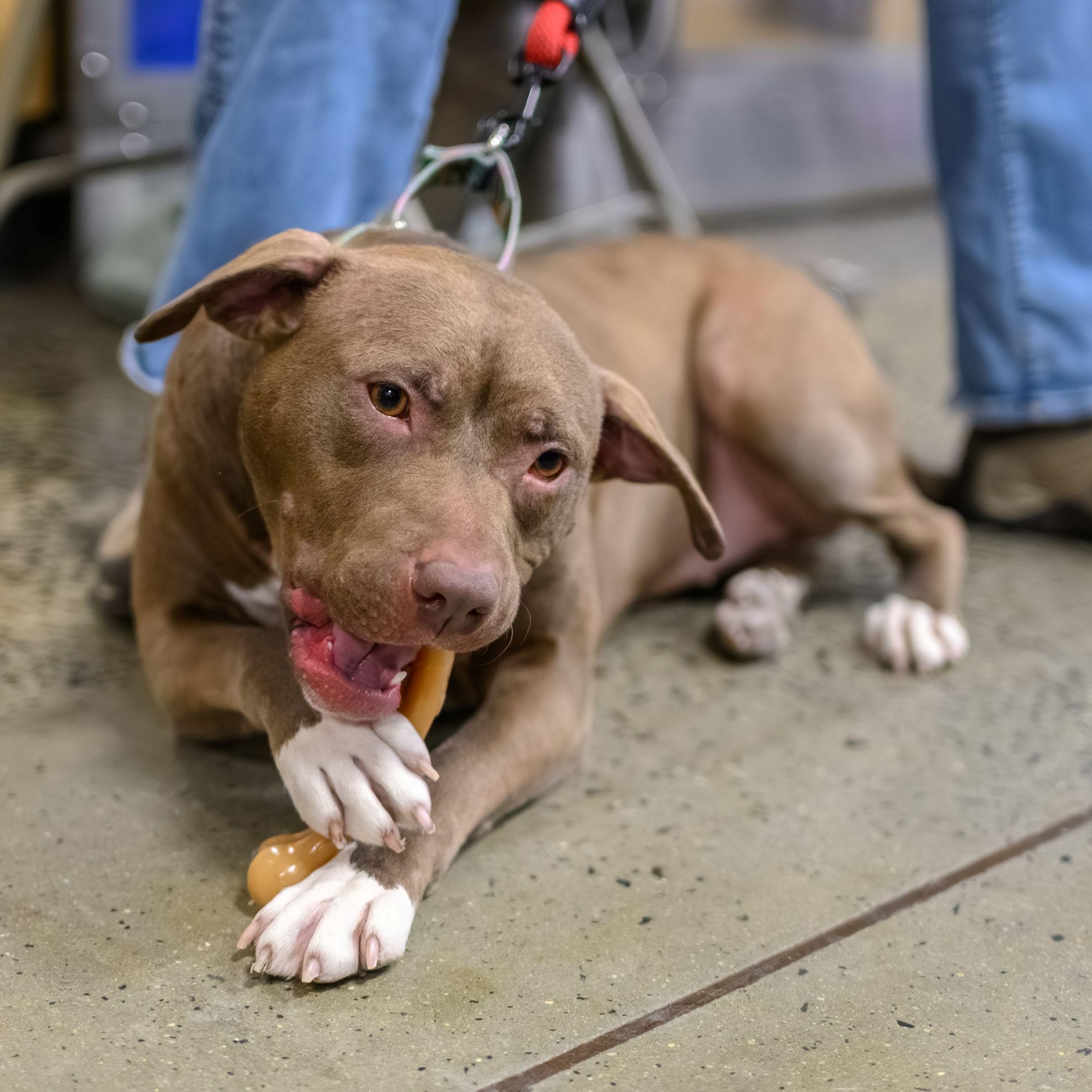 Enlarge FRANNIE, a ADOPTABLE Pit Bull Terrier in Hamilton, NJ image 2/5
