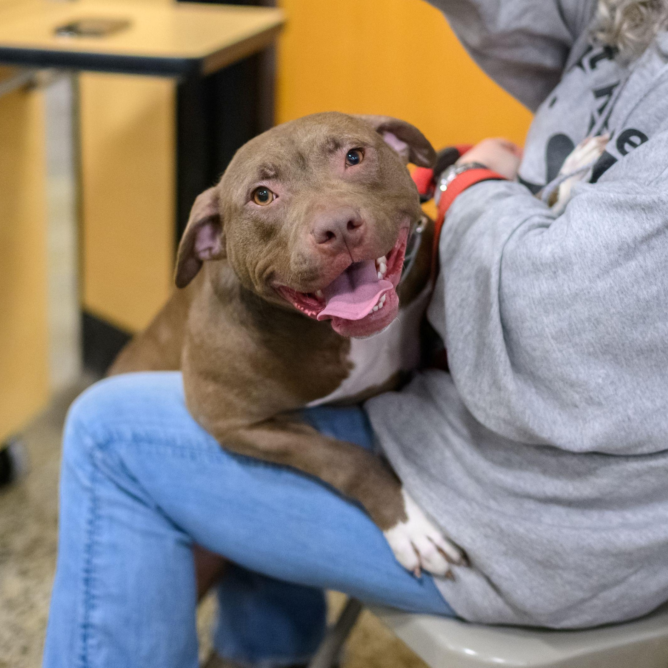Enlarge FRANNIE, a ADOPTABLE Pit Bull Terrier in Hamilton, NJ image 1/5