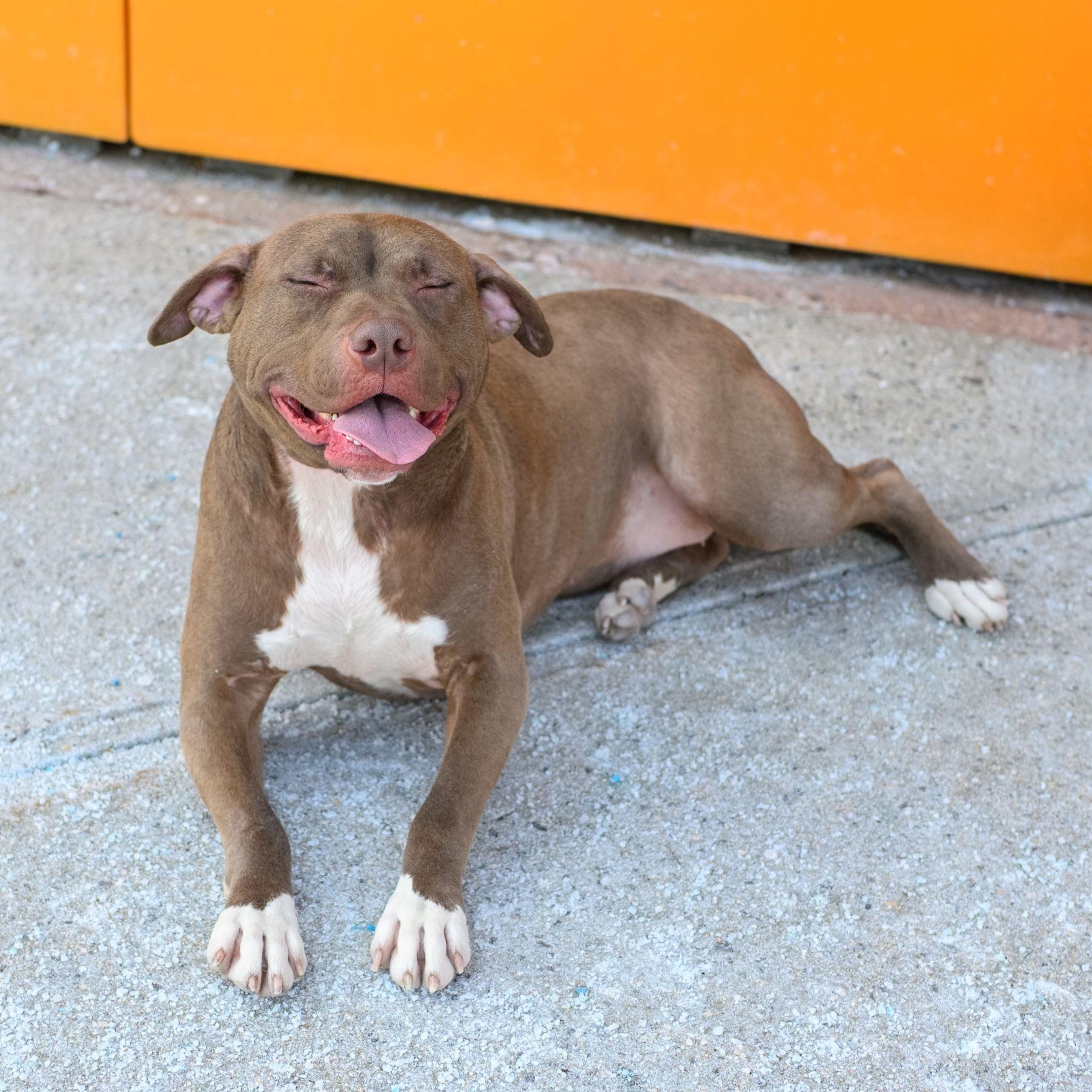 Enlarge FRANNIE, a ADOPTABLE Pit Bull Terrier in Hamilton, NJ image 4/5