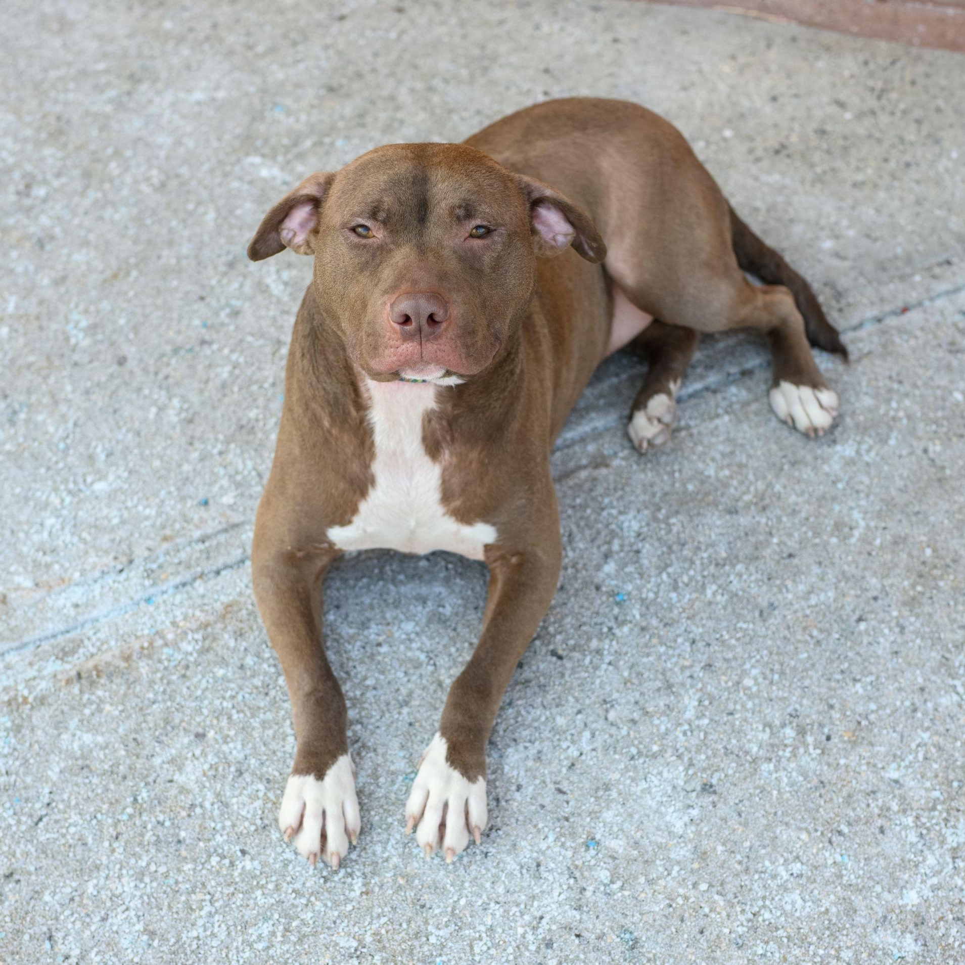 Enlarge FRANNIE, a ADOPTABLE Pit Bull Terrier in Hamilton, NJ image 5/5