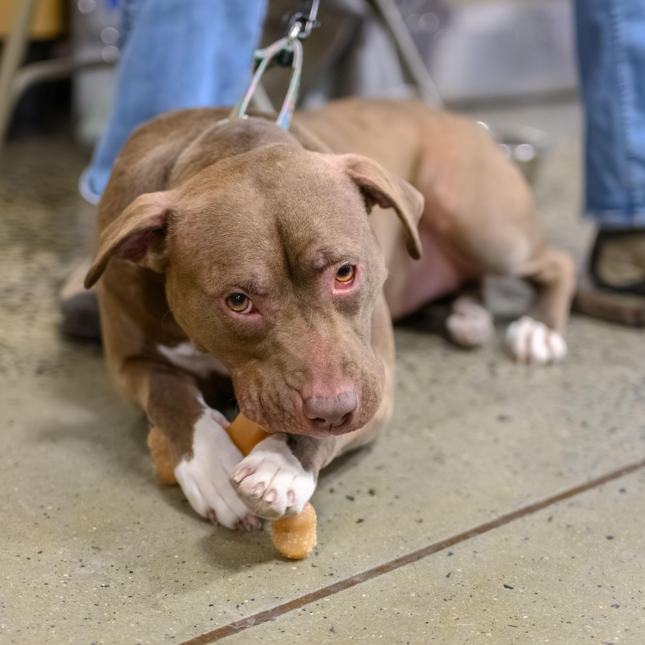 Enlarge FRANNIE, a ADOPTABLE Pit Bull Terrier in Hamilton, NJ image 3/5
