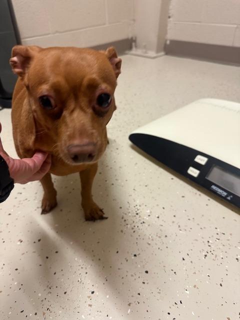 Enlarge Squirt, a Adopted Chihuahua in Blountville, TN image 1/1