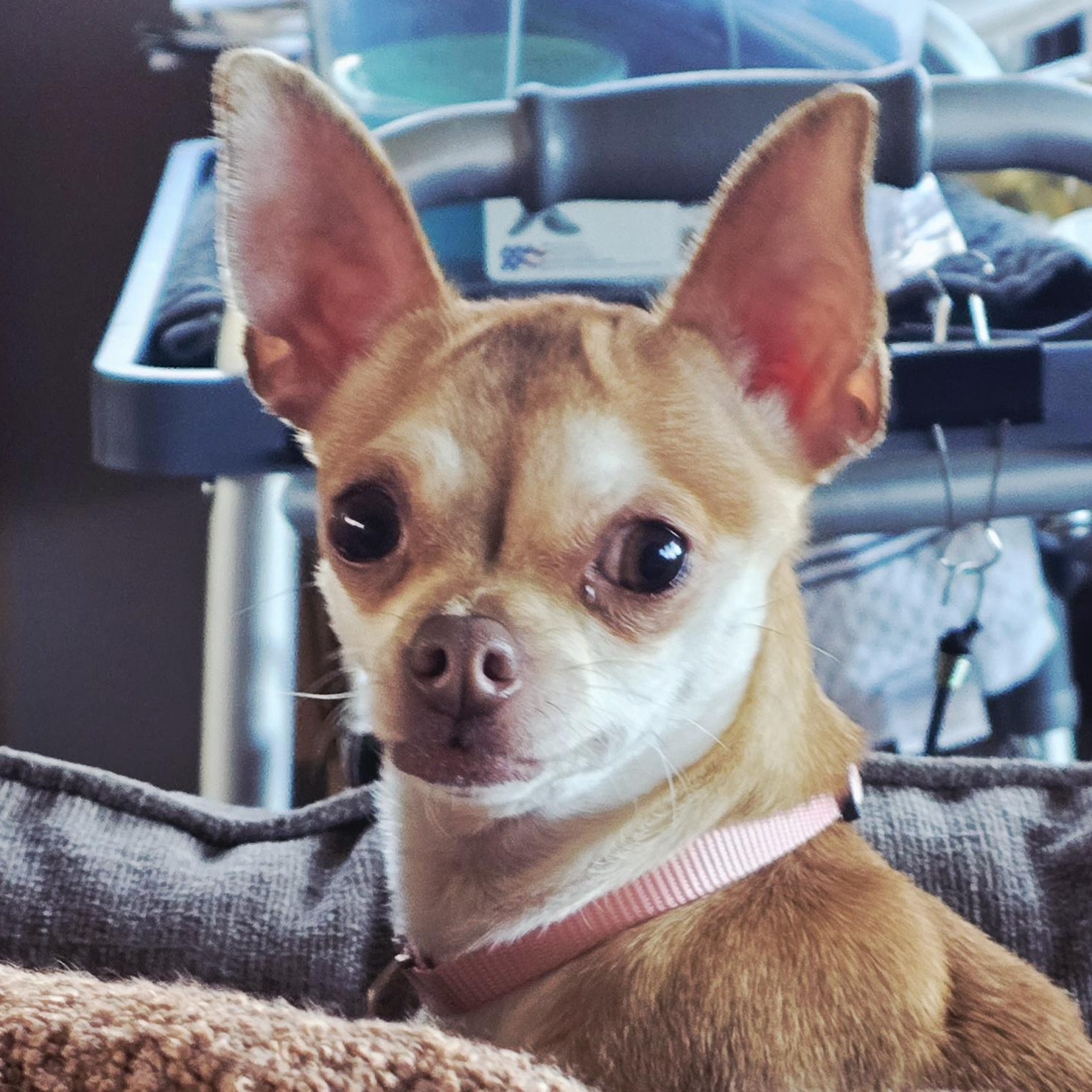 Enlarge PHOEBE - ns, a Adoptable Chihuahua in Burlington, WA image 2/5