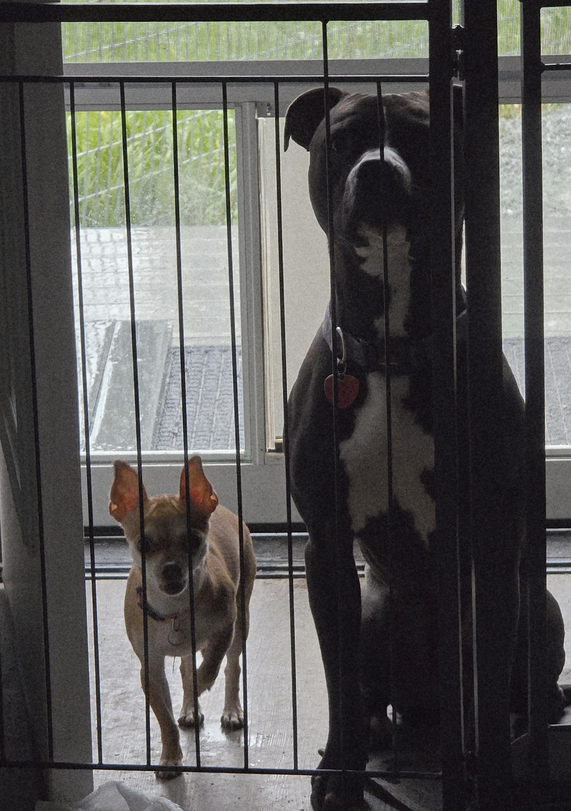 Enlarge PHOEBE - ns, a Adoptable Chihuahua in Burlington, WA image 5/5