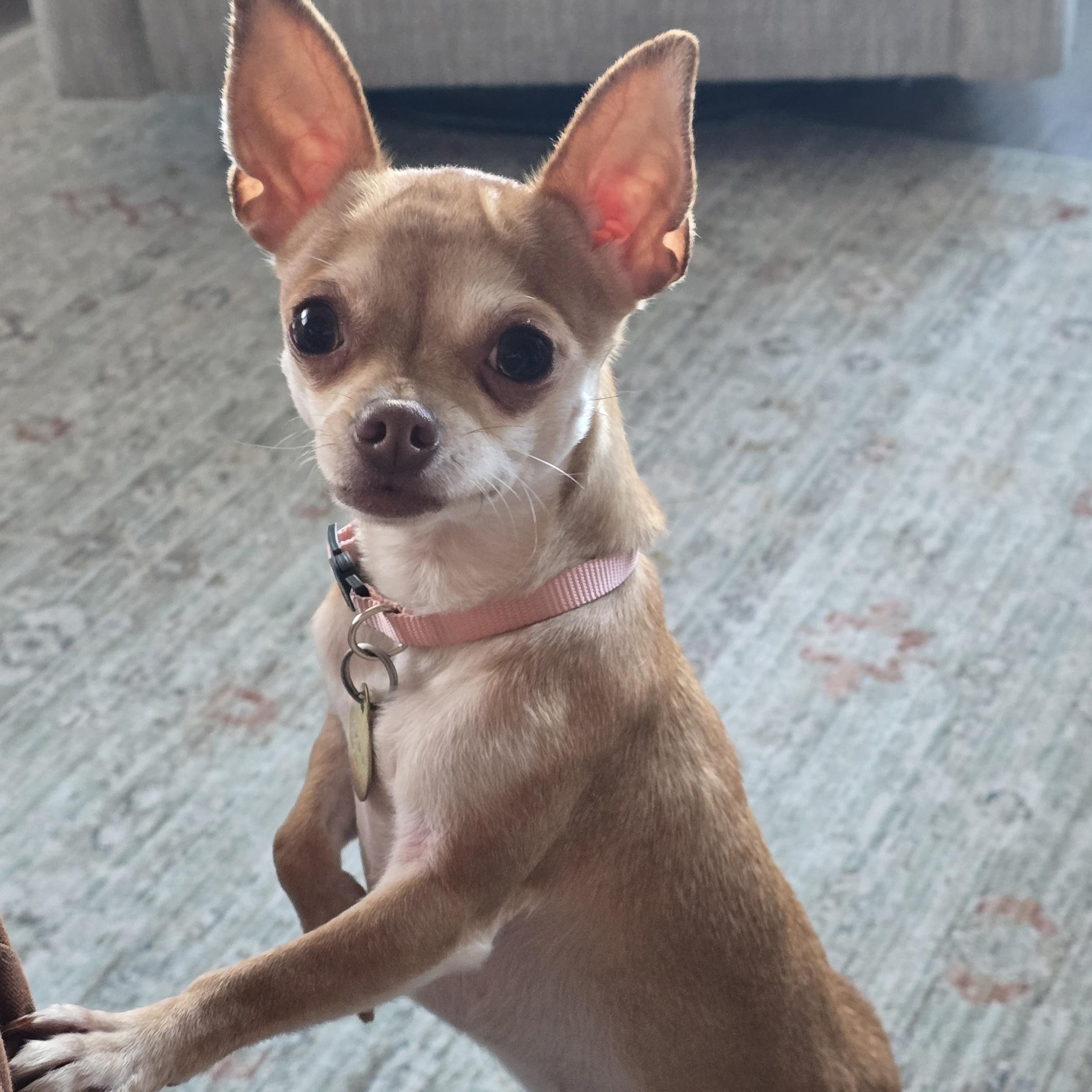 PHOEBE - ns, Adoptable, Young Female Chihuahua.