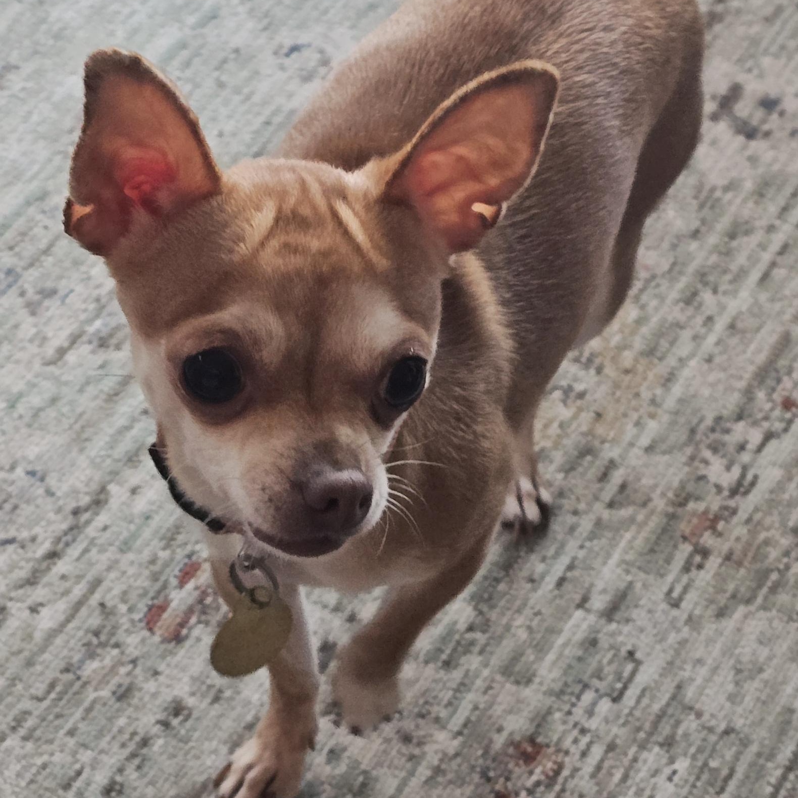 Enlarge PHOEBE - ns, a Adoptable Chihuahua in Burlington, WA image 4/5