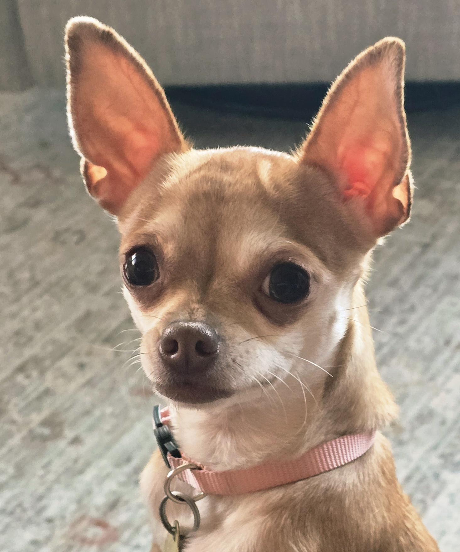 Enlarge PHOEBE - ns, a Adoptable Chihuahua in Burlington, WA image 3/5