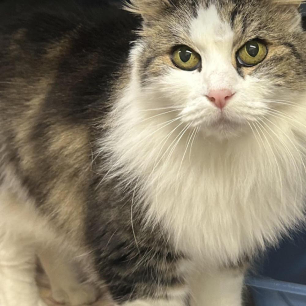 Enlarge Yeti, a Adoptable Domestic Long Hair in Grass Valley, CA image 1/3