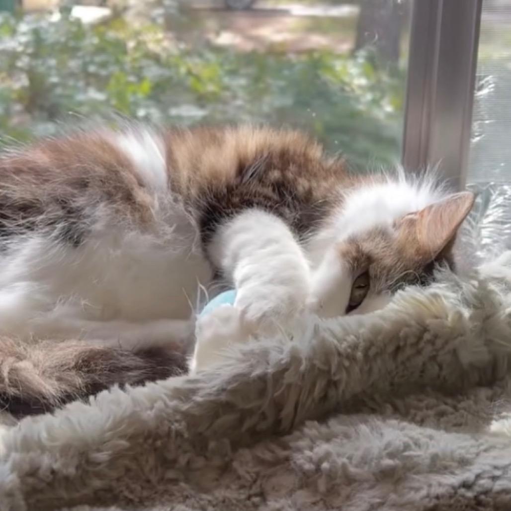 Yeti, Adoptable, Senior Female Domestic Long Hair.