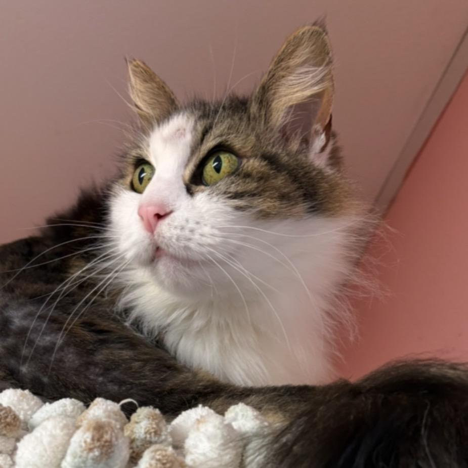 Enlarge Yeti, a Adoptable Domestic Long Hair in Grass Valley, CA image 2/3