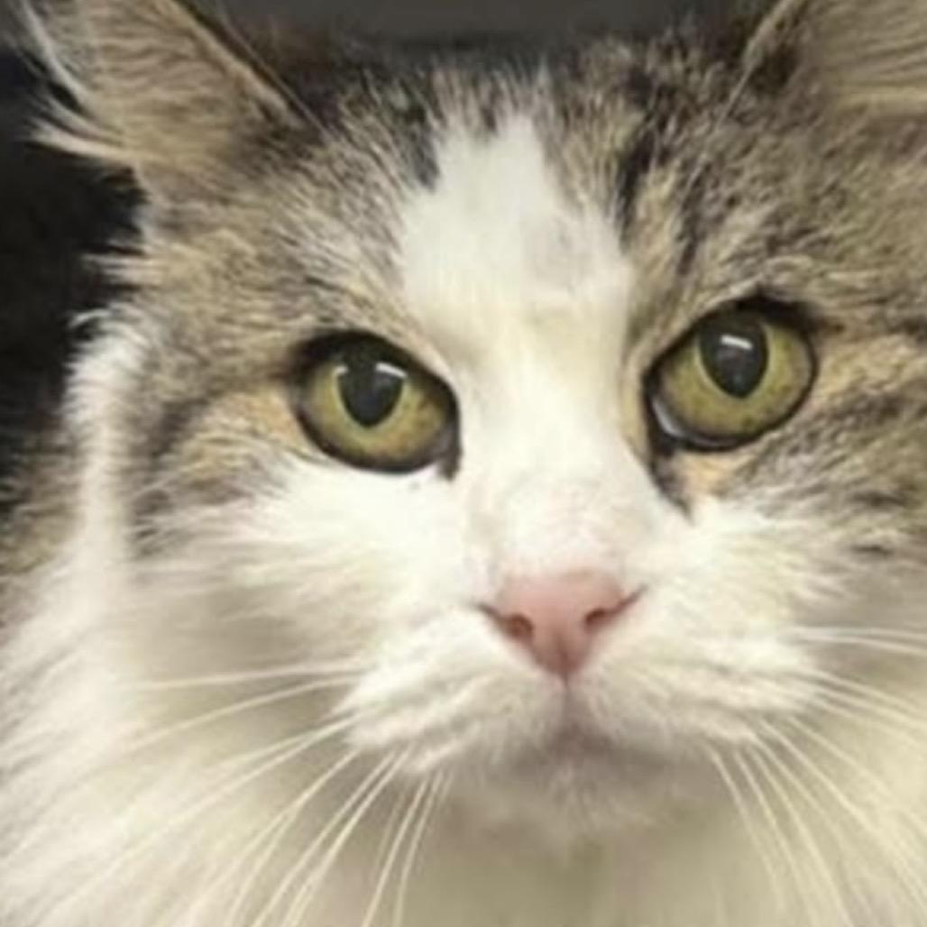 Enlarge Yeti, a Adoptable Domestic Long Hair in Grass Valley, CA image 2/3