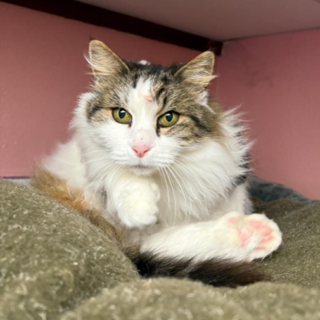Enlarge Yeti, a Adoptable Domestic Long Hair in Grass Valley, CA image 3/3