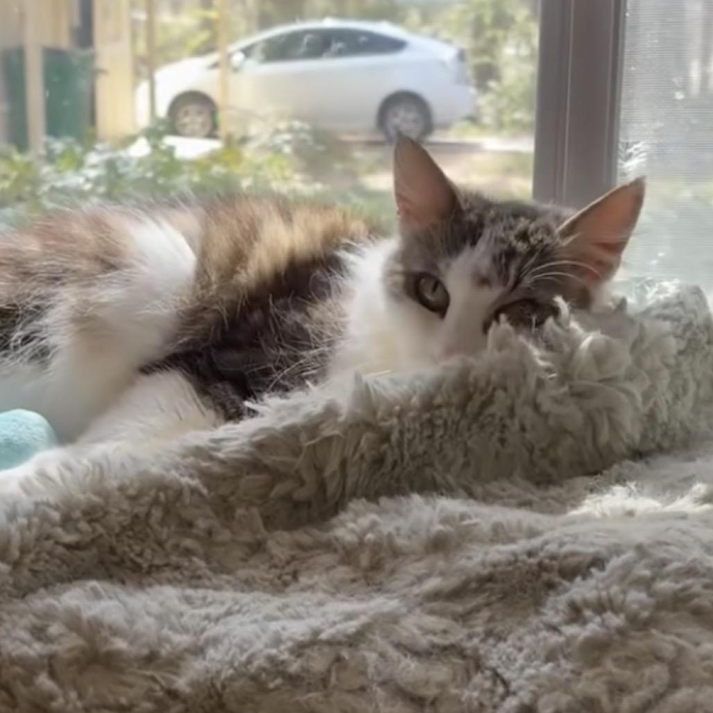 Enlarge Yeti, a Adoptable Domestic Long Hair in Grass Valley, CA image 3/3