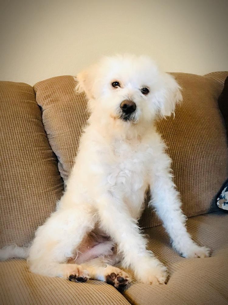 Enlarge Jake, a Adopted mixed breed in Windsor, CA image 1/1