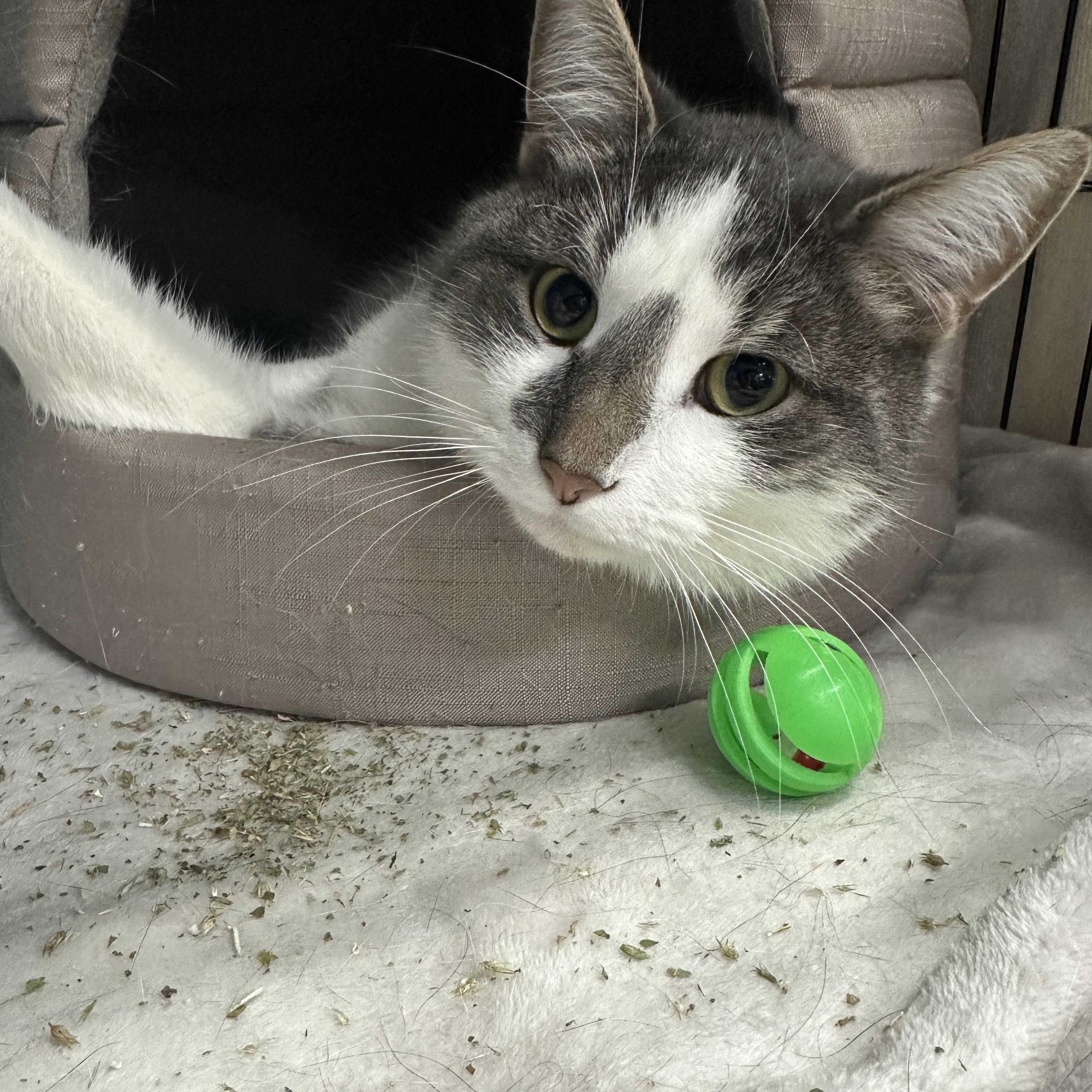 Enlarge Nemo, a ADOPTABLE Domestic Short Hair in Jaffrey, NH image 2/3