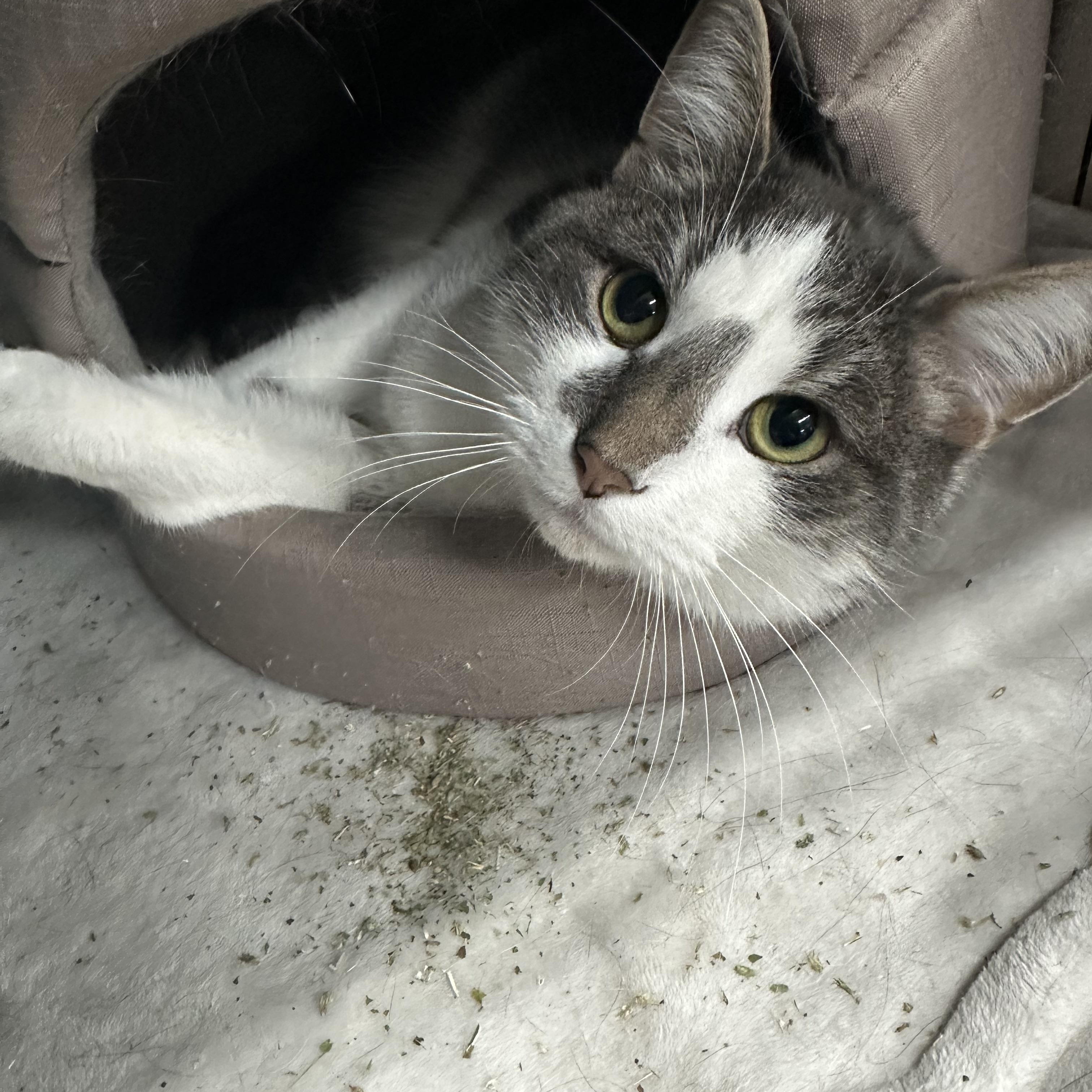 Enlarge Nemo, a ADOPTABLE Domestic Short Hair in Jaffrey, NH image 3/3