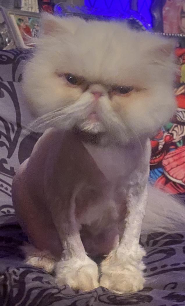 Enlarge Lily, a ADOPTABLE Persian in Limekiln, PA image 5/5