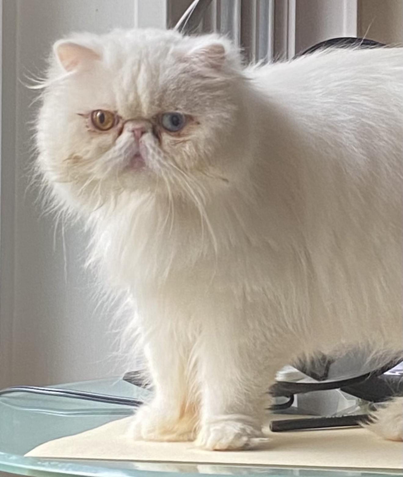 Enlarge Lily, a ADOPTABLE Persian in Limekiln, PA image 2/5