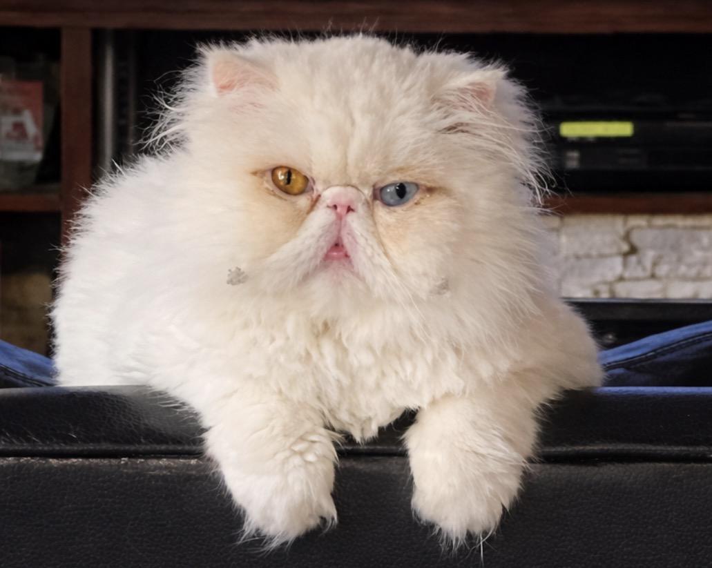 Lily, ADOPTABLE, Adult Female Persian.