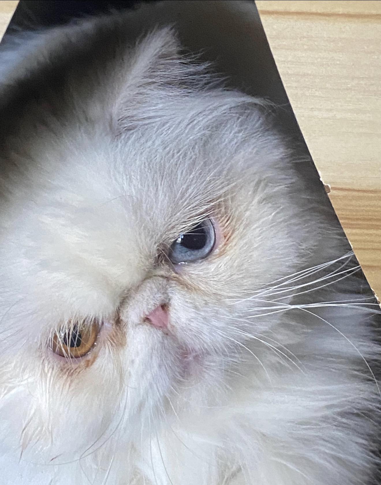 Enlarge Lily, a ADOPTABLE Persian in Limekiln, PA image 3/5