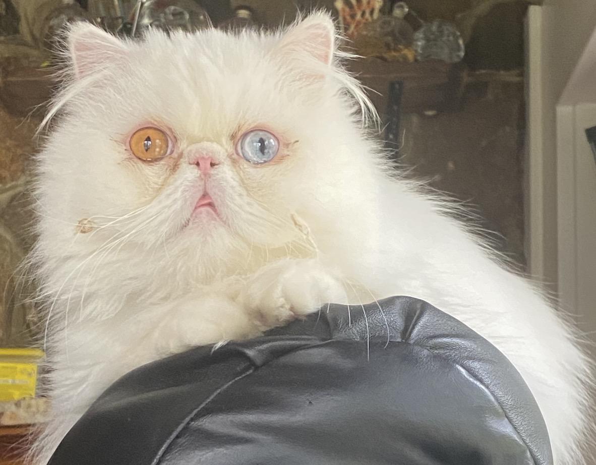 Enlarge Lily, a ADOPTABLE Persian in Limekiln, PA image 4/5