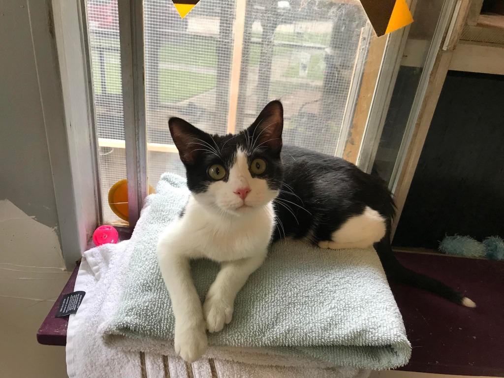 Enlarge Tofu, a Adopted mixed breed in Hoover , AL image 1/4