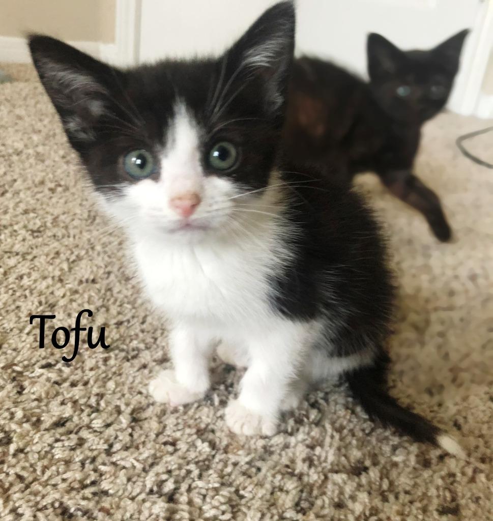 Enlarge Tofu, a Adopted mixed breed in Hoover , AL image 3/4