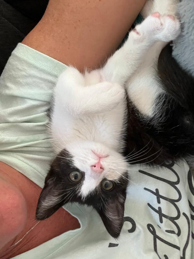 Tofu, a Adopted mixed breed in Hoover , AL image 4/4