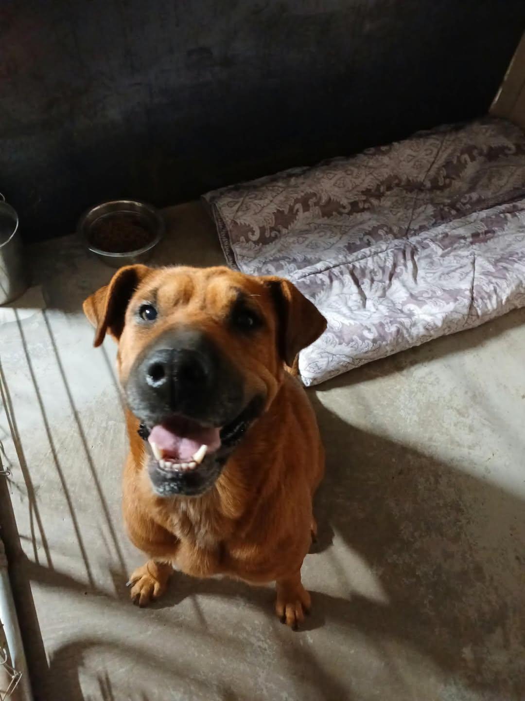 Enlarge Ammisa, a Adoptable Mixed Breed in Chino valley, AZ image 1/1