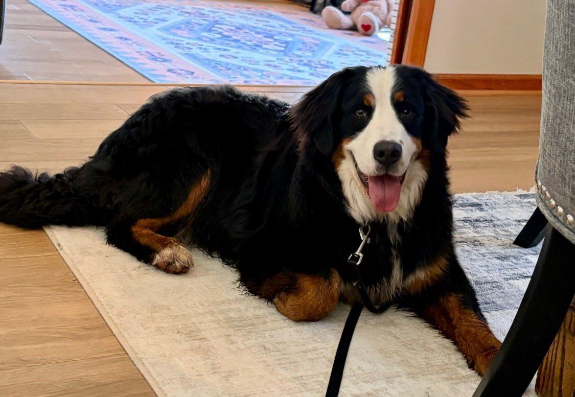 Dana, Adoptable, Young Female Bernese Mountain Dog.