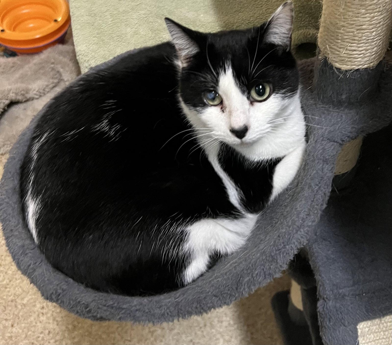 Enlarge Diamond, a Adoptable Domestic Short Hair in Blasdell, NY image 1/1