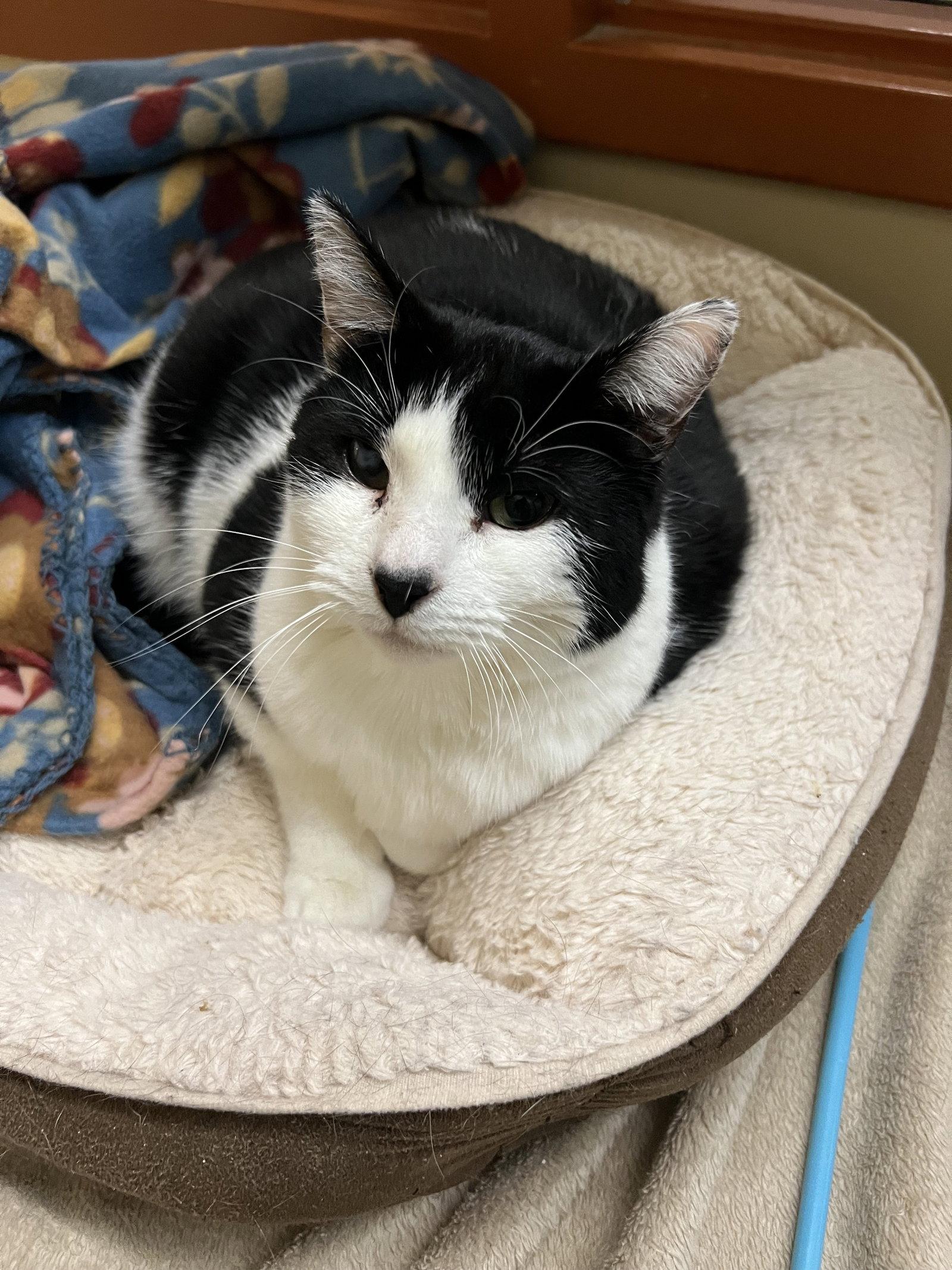 Enlarge Diamond, a Adoptable Domestic Short Hair in Blasdell, NY image 1/1