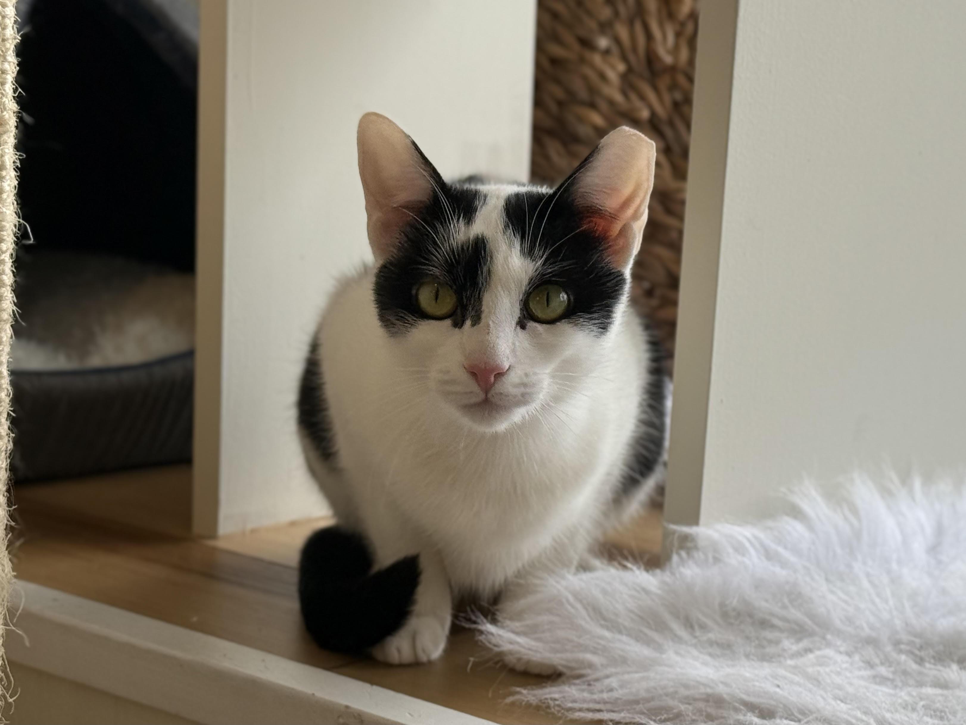 Enlarge Sky, a Adoptable Domestic Short Hair in Old Saybrook, CT image 2/6