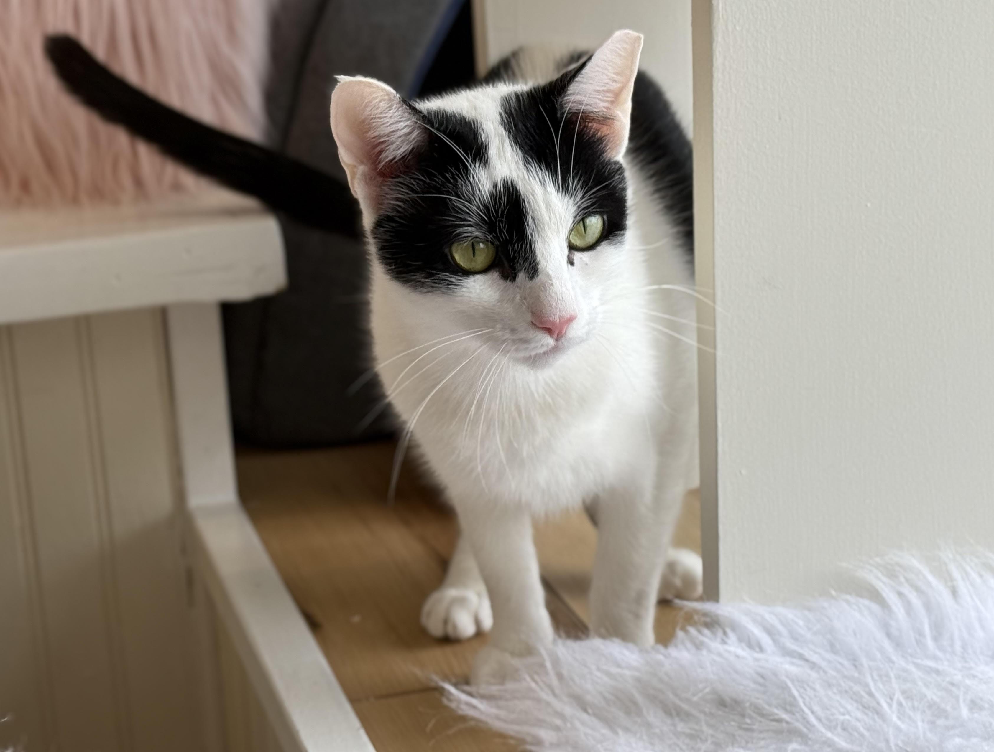 Enlarge Sky, a Adoptable Domestic Short Hair in Old Saybrook, CT image 3/6