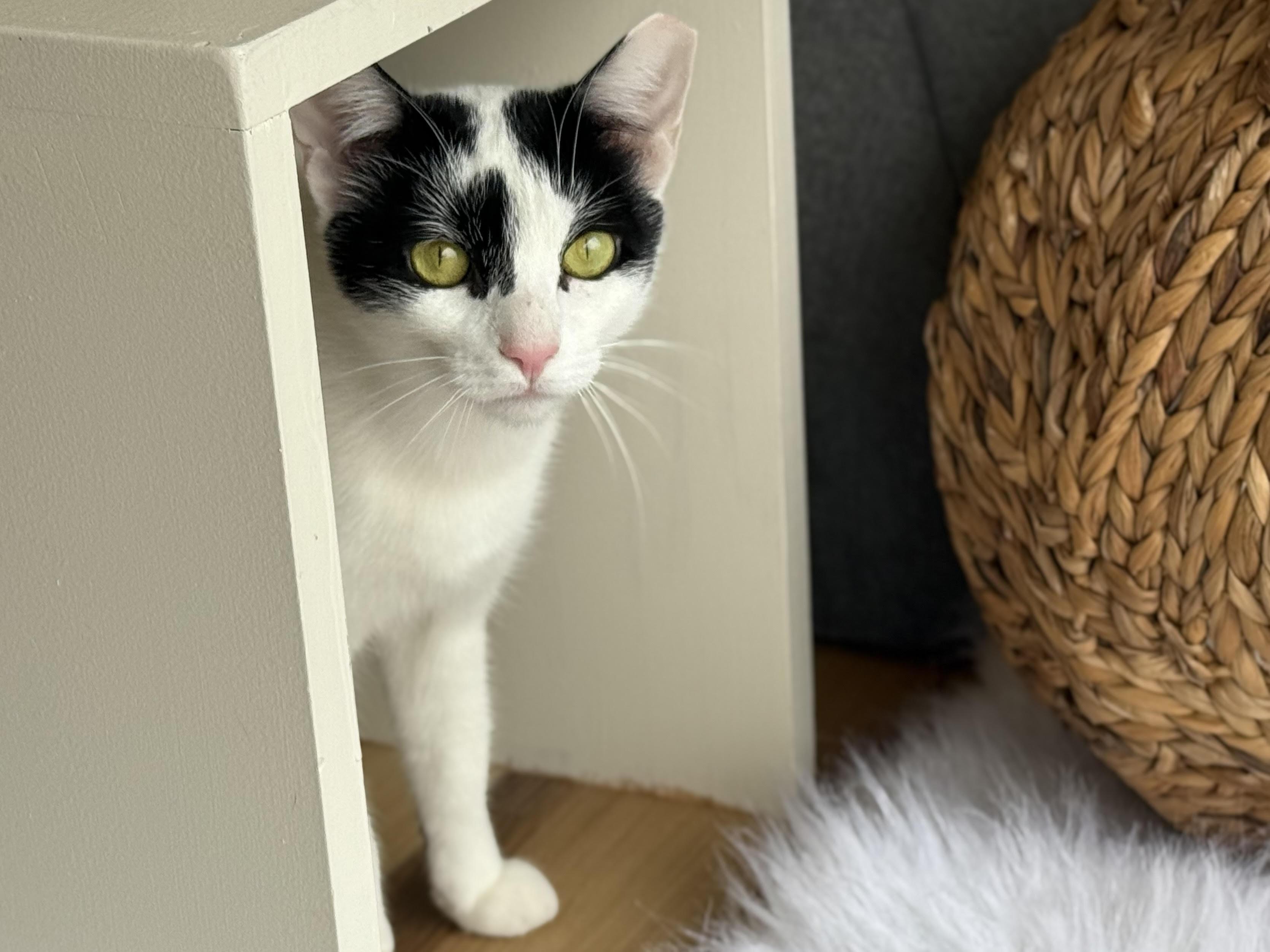 Enlarge Sky, a Adoptable Domestic Short Hair in Old Saybrook, CT image 4/6