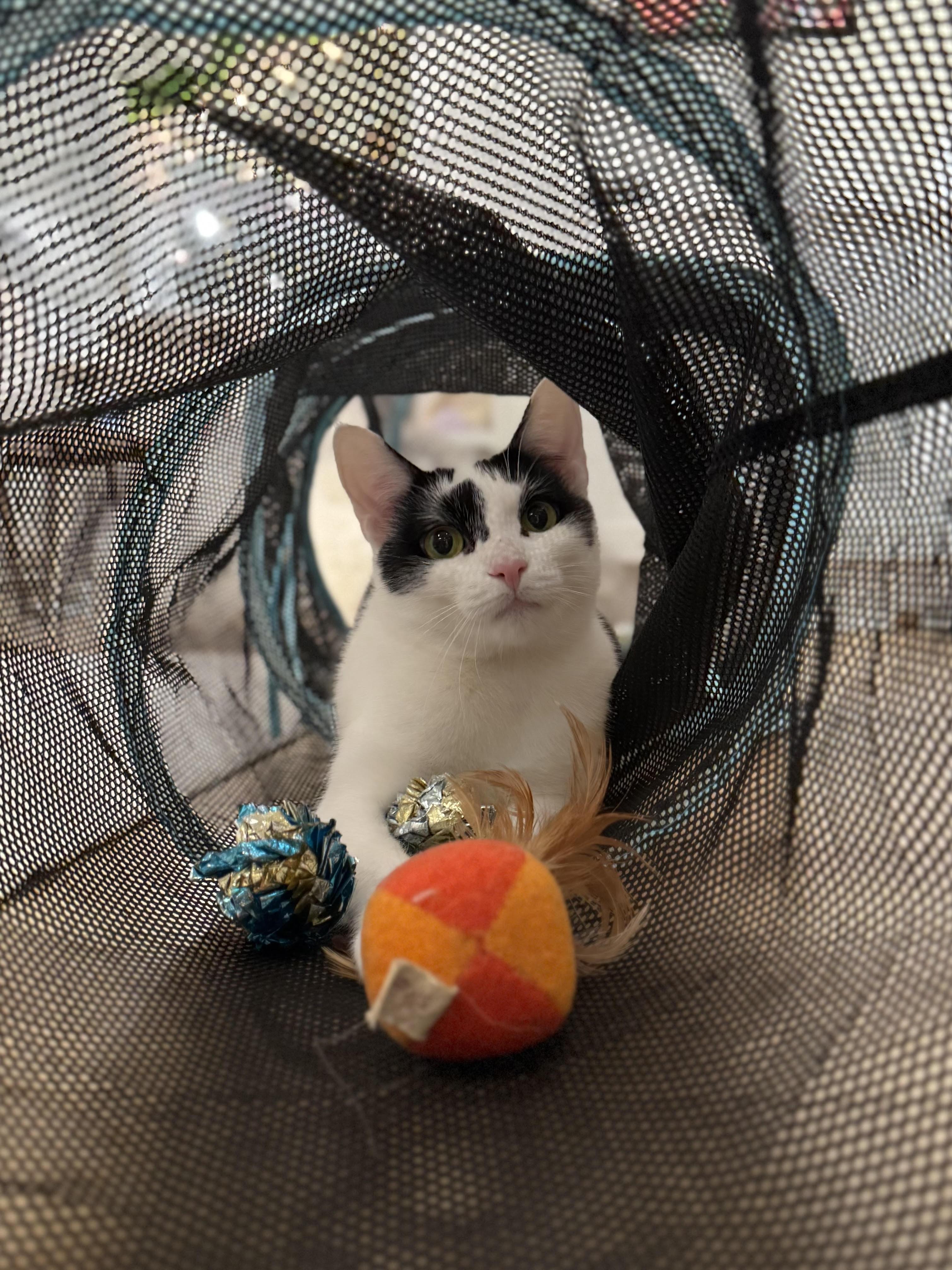 Enlarge Sky, a Adoptable Domestic Short Hair in Old Saybrook, CT image 5/6