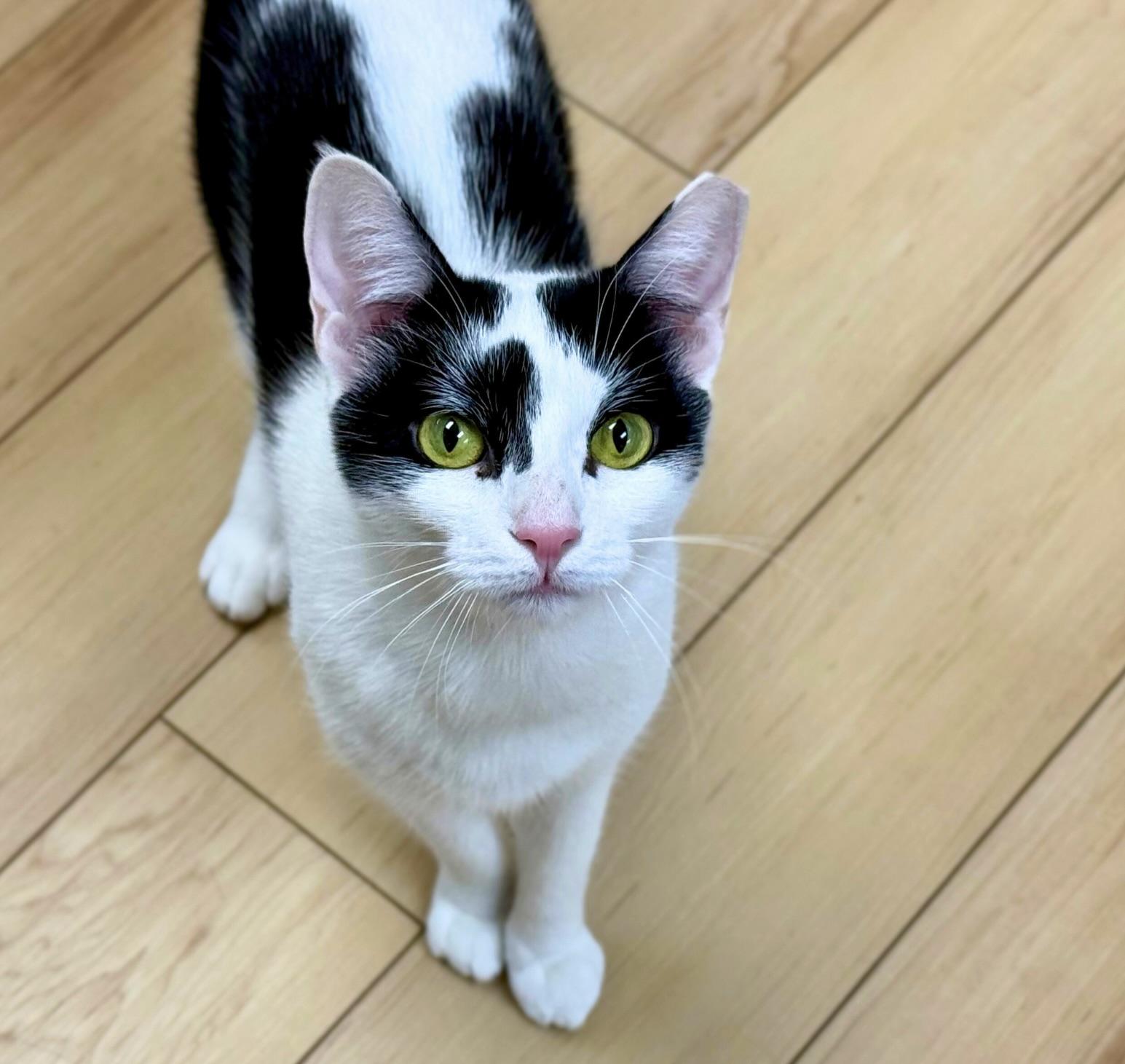 Enlarge Sky, a Adoptable Domestic Short Hair in Old Saybrook, CT image 1/6