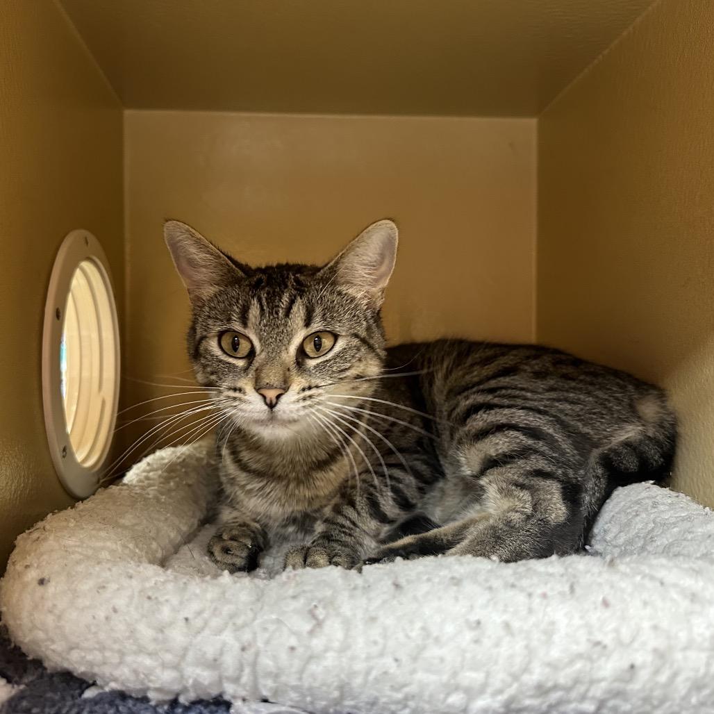 Pancha, Adoptable, Adult Female Domestic Short Hair.