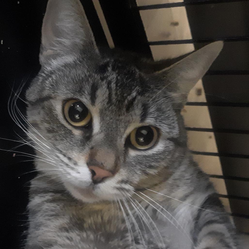 Pancha, a Adoptable Domestic Short Hair in Spokane, WA image 2/3